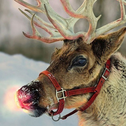 Rudolph suele ser representado como el noveno y más joven de los hijos de Santa Claus.